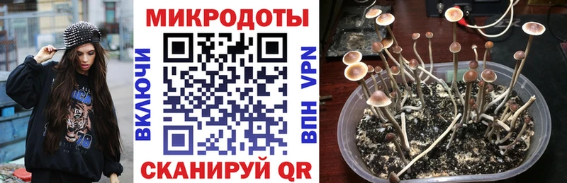 Купить закладки  Поворино  Галлюциногенные грибы Psilocybe 